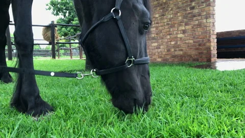 Friesian Horse Stock Footage 143699249