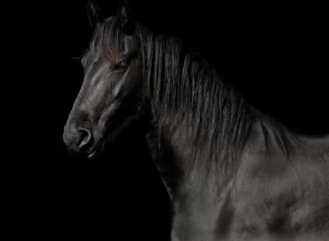 Friesian in the studio Fotos de archivo
