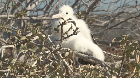 Frigate bird chick sits on branch Galapagos Stock Footage 25602713