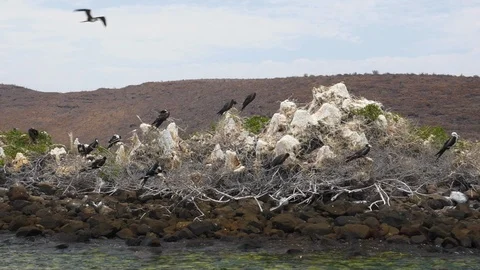 Frigate bird colony on Isla Espiritu Santo, near La Paz Mexico, Sea of Cortez. Stock Footage 107228011