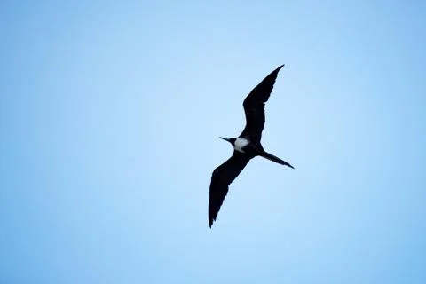 Frigate bird eating a fish in mid air . Stock Photos