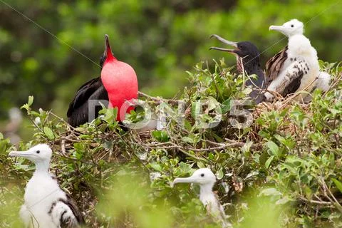 Frigate Bird Family With Predominant Male Expressing His Authority Stock Photos