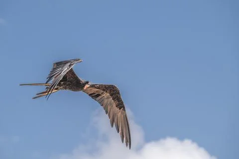 Frigate Bird in flight, Aruba Stock Photos