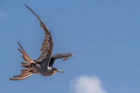 Frigate Bird in flight, Aruba Stock Photos