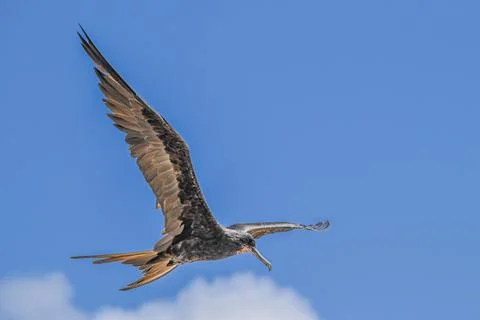Frigate Bird in flight, Aruba Stock Photos