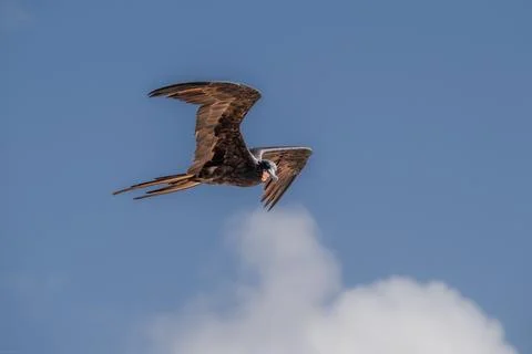 Frigate Bird in flight, Aruba Stock Photos