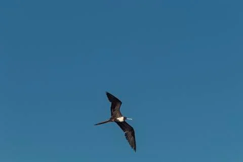 Frigate bird in flight Stock Photos