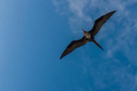 A frigate bird in flight Stock Photos