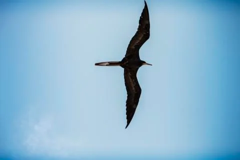 Frigate Bird Flying Stock Photos