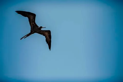 Frigate Bird Flying Stock Photos
