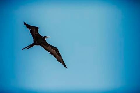Frigate Bird Flying Stock Photos