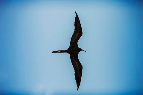 Frigate Bird Flying Stock Photos