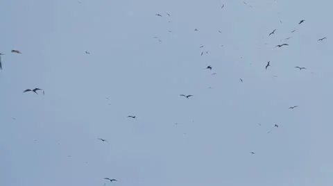 Frigate bird Stock Footage 22243291