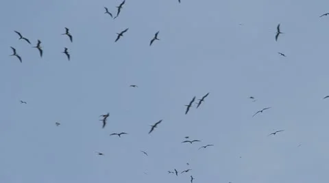 Frigate bird Stock Footage 22243300