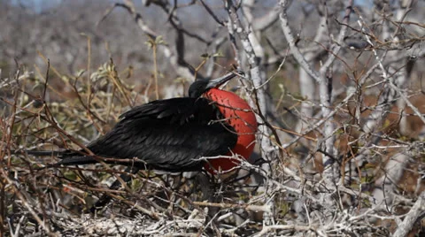 Frigate bird in Galapagos Mating Behavior Stock Footage 25602311