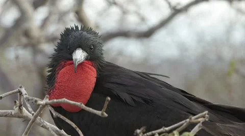Frigate Bird in Nest Stock Footage 58353351