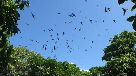 Frigate bird nesting colony with thousands of birds flying overhead 動画素材 33420970