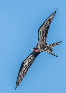 Frigate bird Stock Photos
