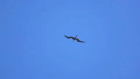 Frigate bird soars near two other birds Stock Footage 74607746
