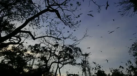 Frigate birds flying overhead Stock Footage 11409549