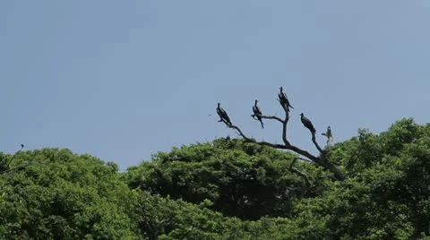 Frigate birds Stock Footage 22249938