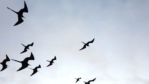 Frigate Birds Soar Next to Boat Closeup Stock Footage 116013003
