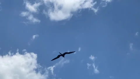 Frigate Birds Soaring Across the Sky in Holbox, Mexico Stock Footage 297747153