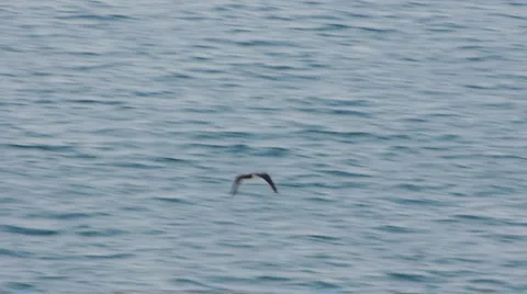 Frigate Flying Over The Ocean Stock Footage 5666477