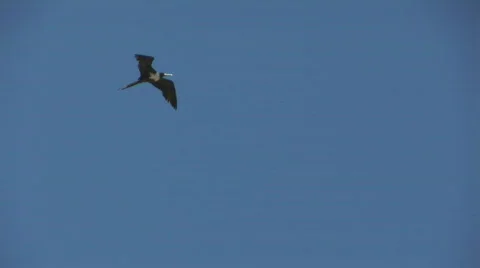 Frigate Video stock 90762