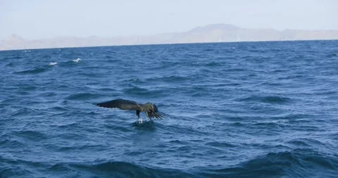 Frigate sea bird Gliding Low Above Choppy Ocean Water diving for fish Stock Footage 341640392