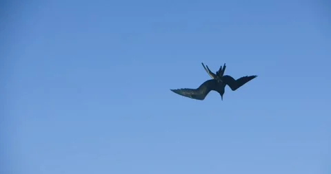 Frigate Seabird Flying Against Clear Blue Sky Attacking Bait Ball in Mexico Stock Footage 341640417