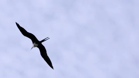 Frigate Seabird Gliding on Open Wings Stock Footage 12616230