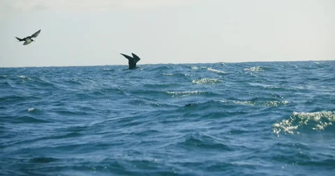 Frigate Seabirds Diving Toward Fish in Open Ocean Stock Footage 341639628