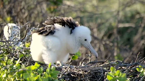 Frigatebird chick on the nest Stock Footage 55235531