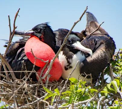 Frigatebird mated pair Stock Photos