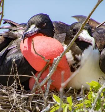 Frigatebird mated pair Stock Photos