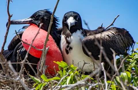 Frigatebird mated pair Stock Photos