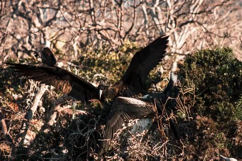 Frigatebird Nesting in Galapagos Stock Photos