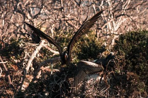 Frigatebird Nesting Ritual in GalapagosFrigatebird Nesting Ritual in Galapago Stock Photos