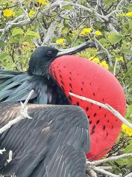 Frigatebird Stock Photos