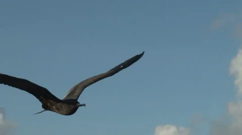 Friggett flying, low angle, slow-motion Stock Footage 2974935