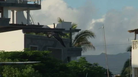 Friggett flying, slow-motion Stock Footage 2974936