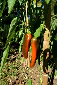 Friggittello Pepper. Stock Photos