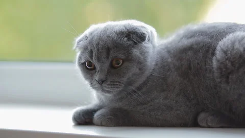 Frightened british kitten lying on the window sill. Stock Footage 109452721