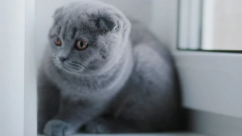 Frightened british kitten lying on the window sill. Stock Footage 123977394