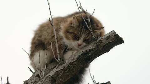 Frightened calico cat is sitting on a tree branch against overcast sky. Stock Footage 300096142