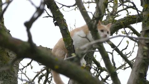 A frightened cat climbed a tree Stock Footage 76718162