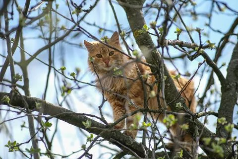 The frightened cat climbed up the tree. Stock Photos