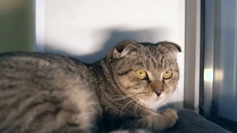 A frightened cat lies in the corner of the windowsill Stock Footage 143472153