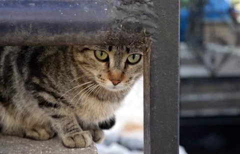 Frightened Cat Look Stock Photos